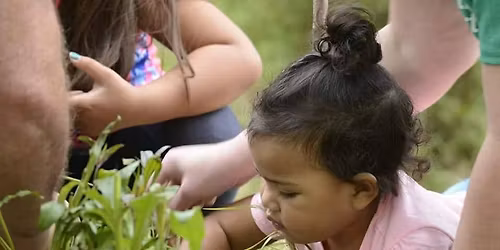 Preschool Connections:  Sunflowers