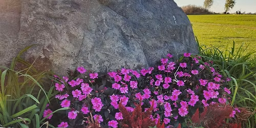 Greenhouse Plant SALE \ud83e\udeb4