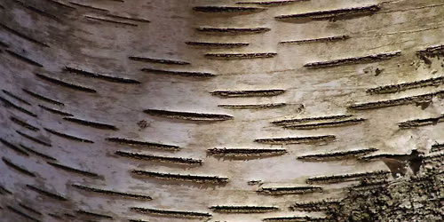 Beal Botanical Garden Tour: Taking a 'Peak' of Fall