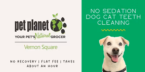 Dog\/Cat Teeth Cleaning - Vernon
