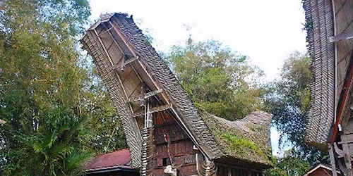 Tirsdagstr\u00e6f - Sulawesi den eksotiske \u00f8