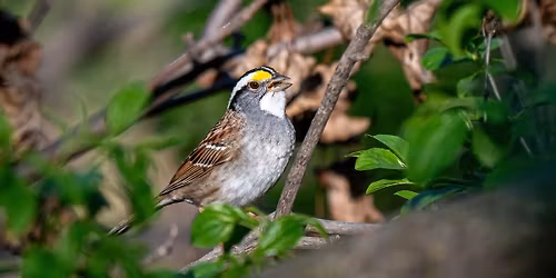 Spring Migration Guided Bird Walks