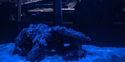 Shark, Eel & Ray Feeding