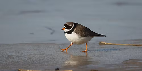 DES VIRTUOSES QUI NOUS METTENT DE BONNE HUMEUR 