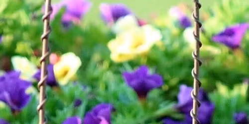 Attracting Hummingbirds, Orioles, and More