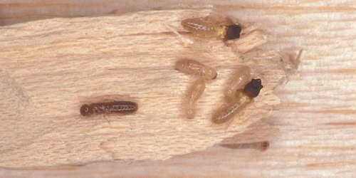PMU Termite Foundations: Feb 17-19, 2027 IN-PERSON