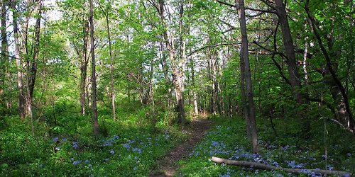 Nature Journaling at Meadowbrook