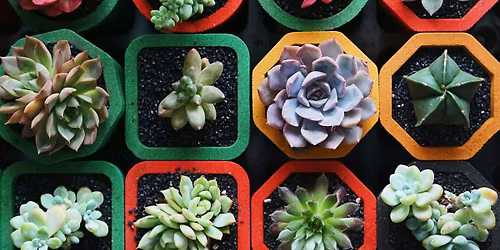 Plant Bingo Night