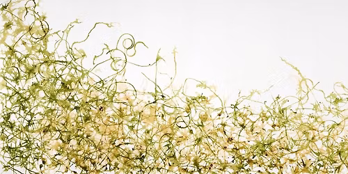 Jean Schmitt  |  Threshold Ecologies  |  First Friday Opening at LVAC