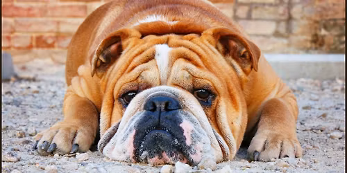 First Tuesday: Animal Cruelty & Reba\u2019s Law