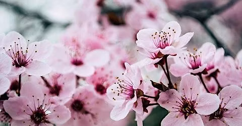 Voices In Spring