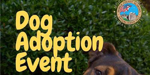 Hollywood Feed Dog Adoption Event!
