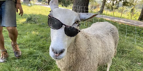 Tending Rock Point - Scythe School and Sheep Care
