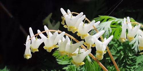 SSJI's 2026 Wildflower Walk