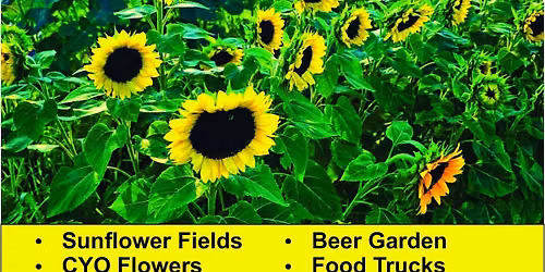 Lambertville Sunflower Festival