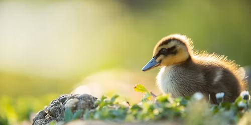Family Easter Trail, at RSPB Frampton
