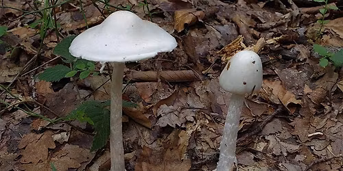 7-25-2026 Mushrooms
