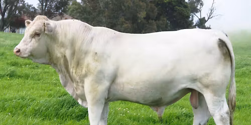 Bardoo Charolais Bull Sale