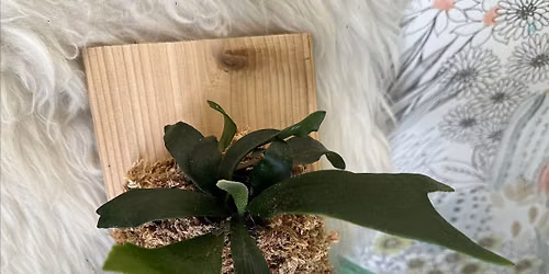 MOUNTED STAGHORN FERN WORKSHOP
