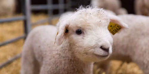 Fejring af for\u00e5ret