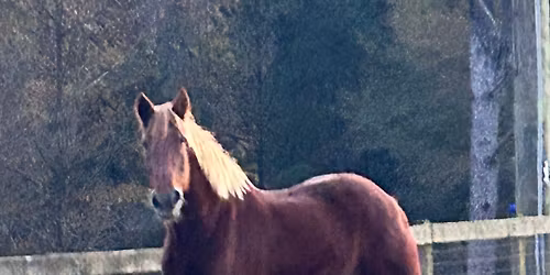 Christmas holiday camp