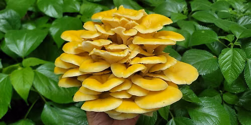 Eat the Neighborhood Foraging Walk: Long Grove