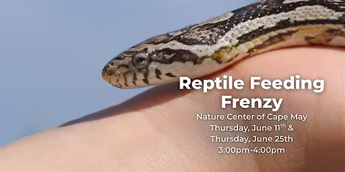 Reptile Feeding Frenzy