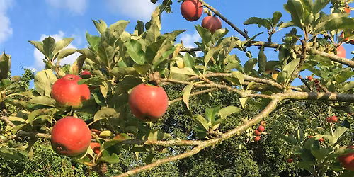 Orchard Pruning with Jonathan at Avonleigh Orchards