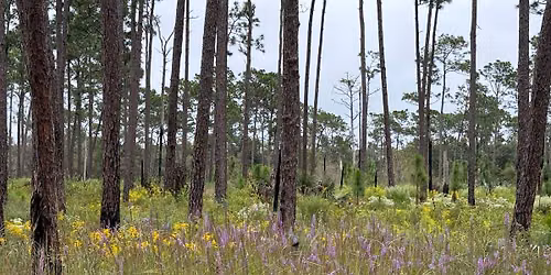 Wandering Wednesday: Big Pine Tract