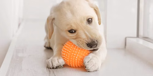 Puppy Class- 6 Week Program