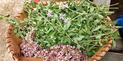 Edible and Medicinal Plant Walk