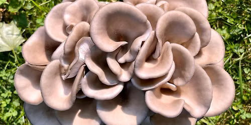 Gourmet Mushroom Growing with Madcap Mushrooms