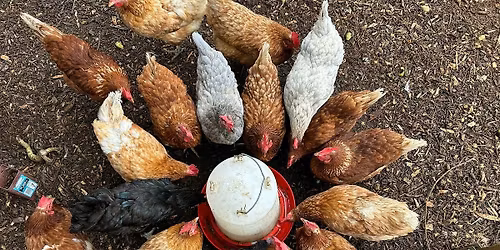 Poultry Programme Induction