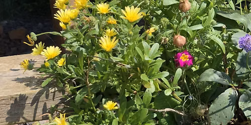 Introduction to Permaculture Course