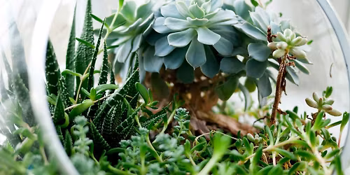 Personal Glass Garden: A Terrarium Immersion at The Landing