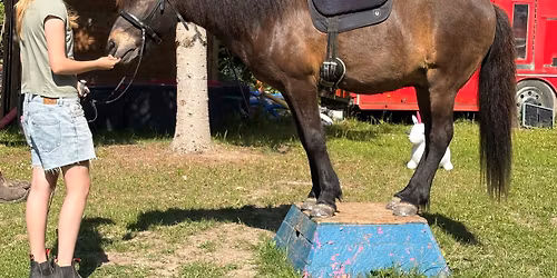 F\u00e6llestr\u00e6ning - agility og ponygames