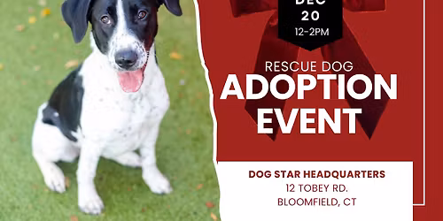 Adopt a Rescue Dog in Bloomfield CT