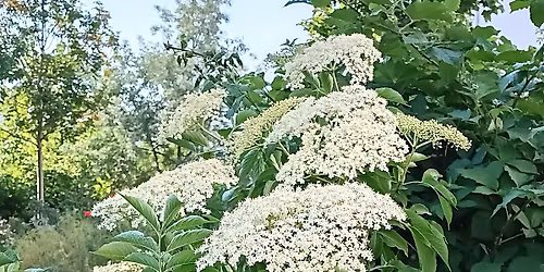 Stammtisch Holuntar-Hain