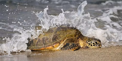 2026 Sea Turtle Program and Walk