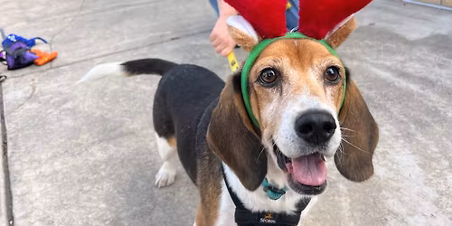 Triangle Beagle Rescue Adopt a thon at Rosecomb in Cary