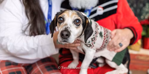 Triangle Beagle Rescue Adopt a thon at Rosecomb in Cary