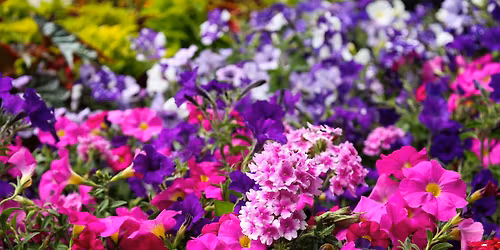 Bevy of Blooms Plant Sale