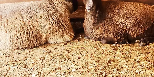 Hill Heritage Farm Day 