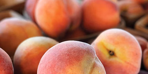 Farmers Market @ The Shed - Peach Focus