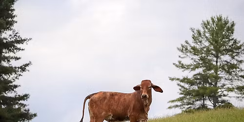 Wytheville Annual Christmas Market