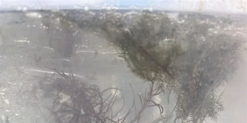 Nature in your Neighborhood: Fish!