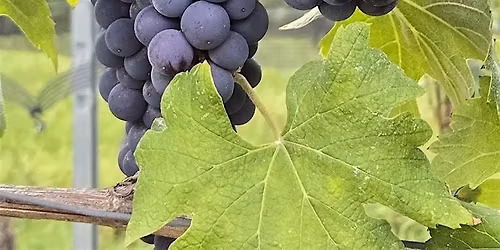 Wine Dinner Series: Black Truffles and Northern Italian Wine