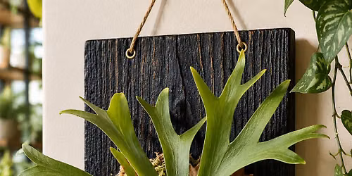 Mount a Staghorn Fern Workshop 