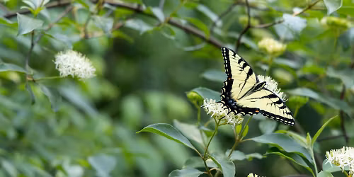 Wee Wonders: Pollinators @ Sand Ridge Nature Center