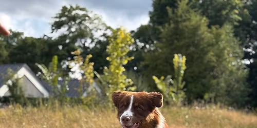 Psie Przedszkole Poziom 2 - zaj\u0119cia grupowe